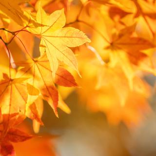 Rozstrzygnięcie szkolnego konkursu „Jesień w obiektywie”!*